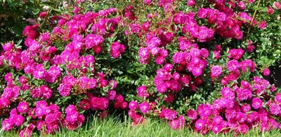 Саженец почвопокровной розы Сиреневый дождь фото и описание сорта 🌱 купить  саженец почвопокровной розы Сиреневый дождь почтой недорого в Москве