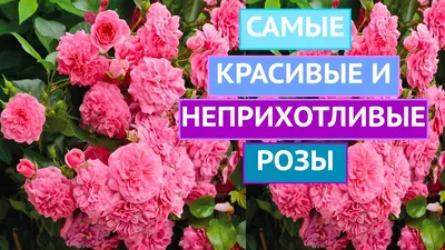 Роза ПОЧВОПОКРОВНАЯ Пальменгартен Франкфурт купить по цене 320₽ за 1 шт. в  Москве в интернет-магазине «Посадика»