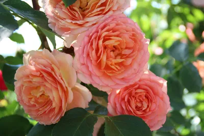 Почвопокровные розы: описание, посадка, уход, обрезка. Как сажать  почовпокровную розу