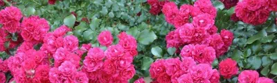 Лучшие сорта почвопокровных роз: описание и фото | Интернет-магазин садовых  растений