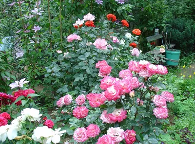 Купить Розы почвопокровные Тантау - Питомник саженцев и сортовых растений  \"Мир растений\"