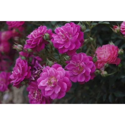 Чайно-гибридные розы и розы флорибунда в дизайне сада