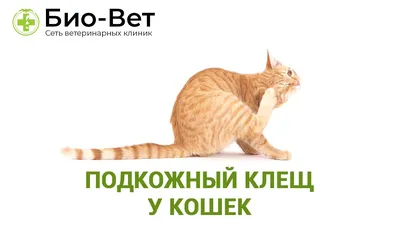 Красные корки на коже кошки, бесплатная консультация ветеринара - вопрос  задан пользователем Egor Egor2 про питомца: кошка Без породы (домашняя  кошка)