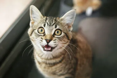 КАЗБЕКОВСКОЕ РВУ on Instagram: \"Подкожный клещ у кошек — иное его название  “демодекоз” — практически ничем не отличается от человеческого заболевания.  Это заболевание (демодекоз) паразитарного характера, которое провоцирует подкожный  клещ#животные ...