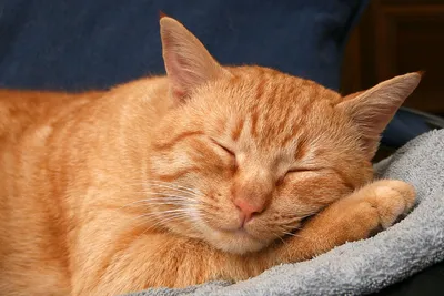 Как лечить кожаные заболевания у кошек?