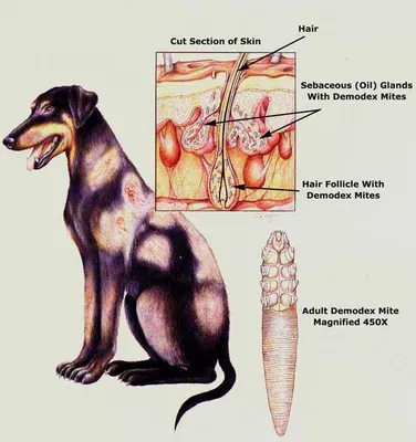 Подкожный клещ у собак: причины, симптомы, лечение, профилактика демодекоза  у собак