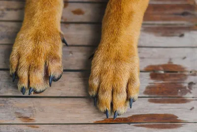 Демодекоз собак — Википедия