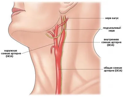 Telo Cheloveka Anatomiya PDF | PDF