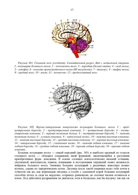 Травмы полового члена