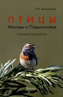 Лесные птицы Подмосковья - фото и картинки: 69 штук