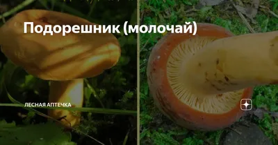 В Челябинской области нашли чудо-гриб с загадочным ароматом