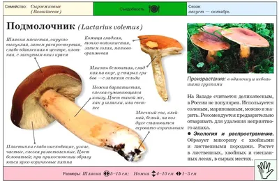 Илл. 4 (из 5). Табл. XI. Лисичка. Подорешник. Опенок. — Д. Н. Кайгородов  «Собиратель грибов», Санкт-Петербург, 1898