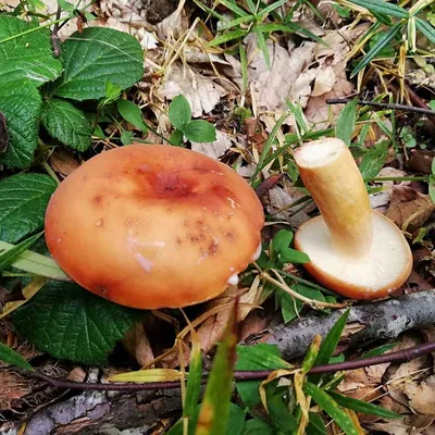 Подорешник(Lactarius flexuosus) — Грибы