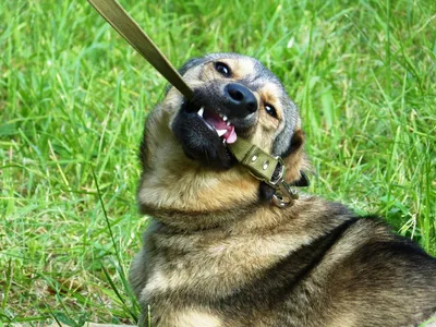 Собачья подпись: нестыдные вопросы о метках - Питомцы Mail.ru