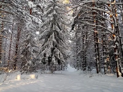 Дорога в лесу