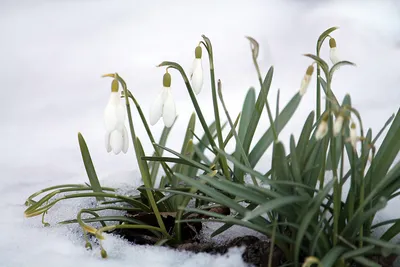 Подснежник белоснежный / Galanthus nivalis - Луковицы Подснежников - купить  недорого подснежники в Москве в интернет-магазине Сад вашей мечты