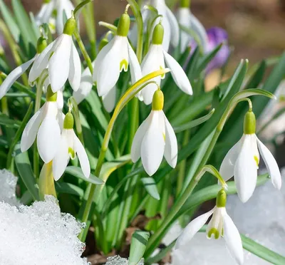 Травянистое многолетнее растение подснежник (Galanthus), еще именуемое  галантус, является представителем семейства Ама… | Planting bulbs, Bulb  flowers, Shade shrubs