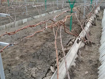Как правильно подвязать виноград весной – фото и видео | Дачные заметки |  Дзен