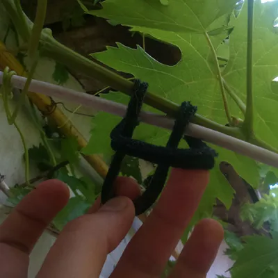 Правильная подвязка винограда для начинающих