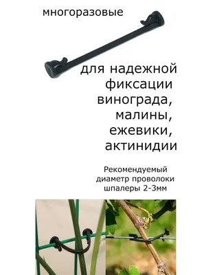 Дачникам рассказали, чем опасны дожди и поздняя подвязка для винограда -  Волга-медиа