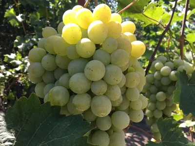 Виды шпалер для подвязки винограда - Виноград в Татарстане