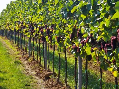 Эко-подвязывание винограда бумажным шпагатом: перенимаем европейский опыт!