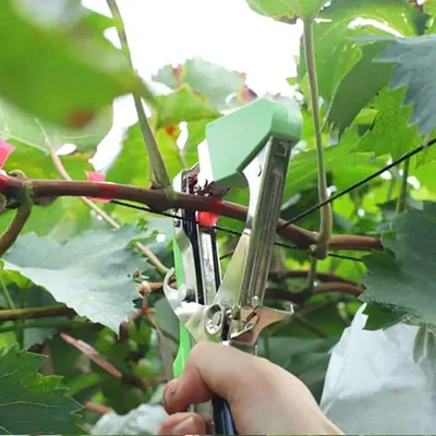Подвязка винограда после открытия - YouTube