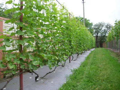 Как подвязать виноград на даче (71 фото) » НА ДАЧЕ ФОТО