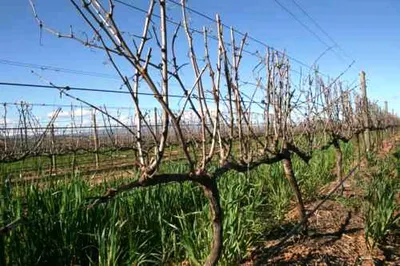 Как подвязать виноград, в том числе весной, а также описание способов, в  том числе для начинающих