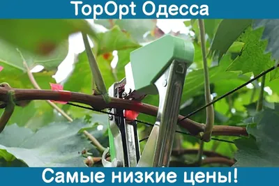 Подвязка винограда весной, иструменты для подвязки, способы