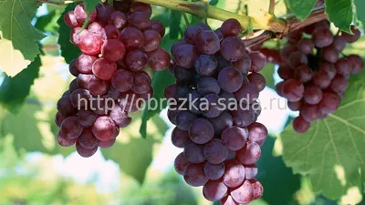 Как подвязать виноград правильно - Лайфхакер