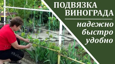 Виноград для начинающих Как подвязать виноград Очень удобный и надежный  способ - YouTube