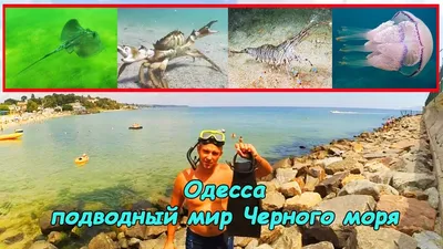 Подводный мир Черного моря (Одесса) - YouTube