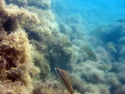 Подводные пейзажи Черно моря