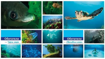 Выставка в Варне показывает красоту подводного мира - Новости