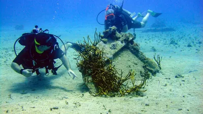 Водоросли Черного моря — Фото, названия и описание