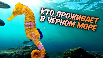 Топ-12 мест для подводного плавания с аквалангом в Крыму: где посмотреть на  затопленные корабли и подземные пещеры