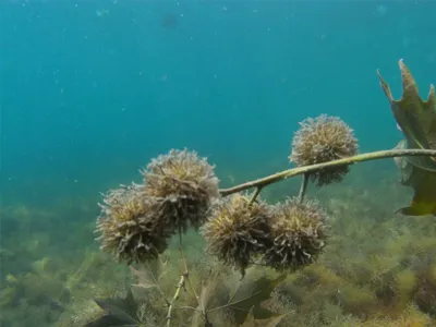 Подводные обитатели Черного моря