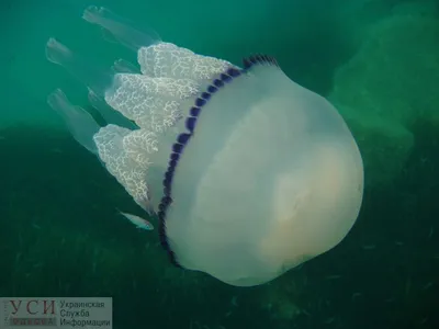 Подводный мир Черного моря: отдыхающие фиксируют первые визиты опасных  \"корнеротов\" (видео) — УСІ Online