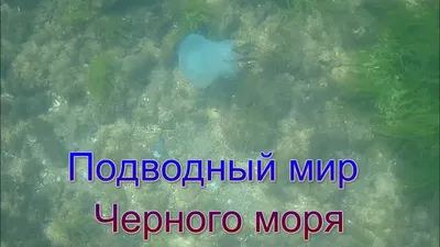 Топ-5 удивительных обитателей Чёрного моря. | Как я стал узнавать мир  вокруг. | Дзен