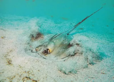 Подводный мир Черного моря: прозрачная вода и стаи рыб (подводная съемка) —  УСІ Online