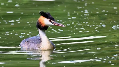 Поганка черношейная (Животный мир Восточно- Казахстанской Области) ·  iNaturalist