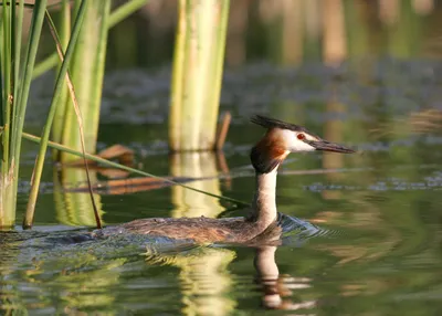 Большая хохлатая поганка podiceps cristatus молодая птица плывет по реке |  Премиум Фото