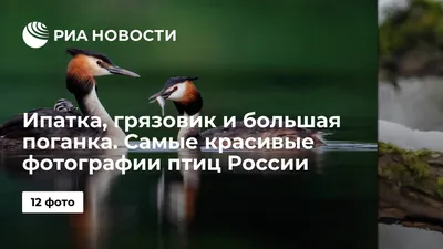 Малая поганка (Tachybaptus ruficollis). Птицы Дальнего Востока России.