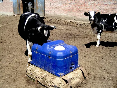Групповые поилки для коров с подогревом или без | Агромолтехника, ООО