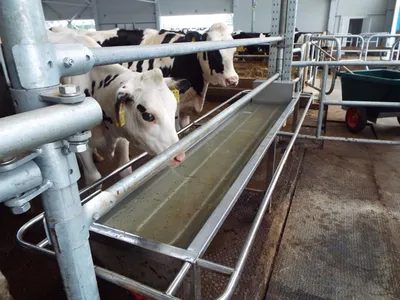 Рекомендации по поению коров: сколько нужно воды для крупного рогатого  скота и как подбирать поилки | Спаси Господи | Дзен