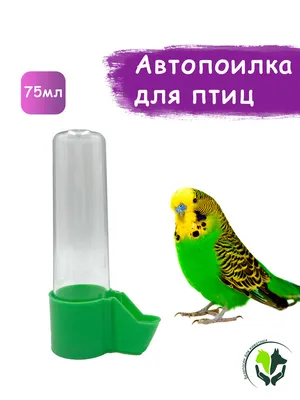 Поилка для попугаев, птиц - купить с доставкой по выгодным ценам в  интернет-магазине OZON (594013939)