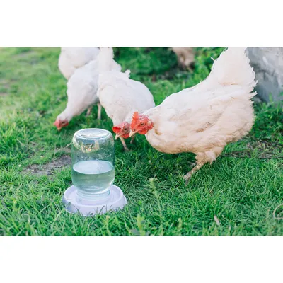 Поилка для цыплят под банку (27) купить в Краснодаре по выгодной цене в  интернет-магазине – «Магазин садовода»