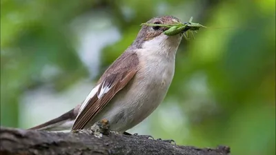 Ученые: Поющие птицы мыслят одинаково