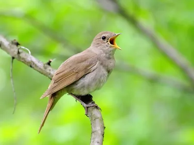 Певчие птицы России.. Малые листы